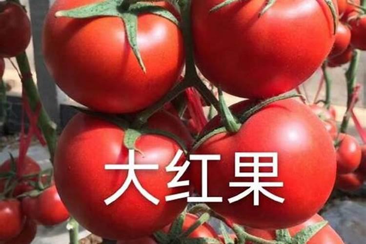 番茄肥是什么意思呀？