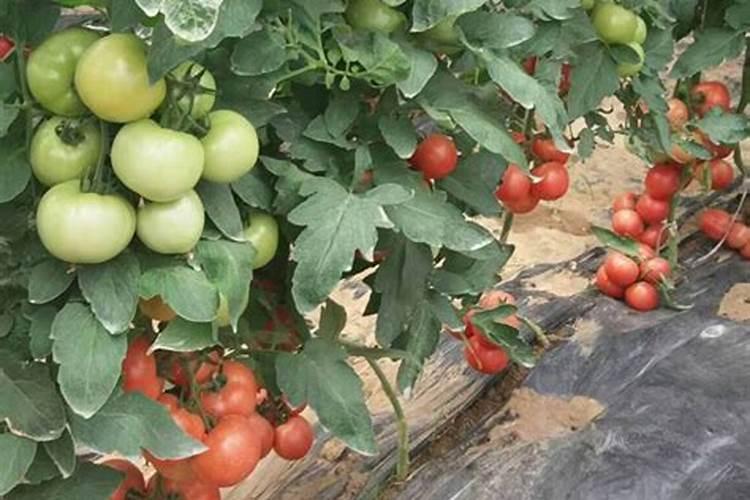 西红柿用什么肥料好