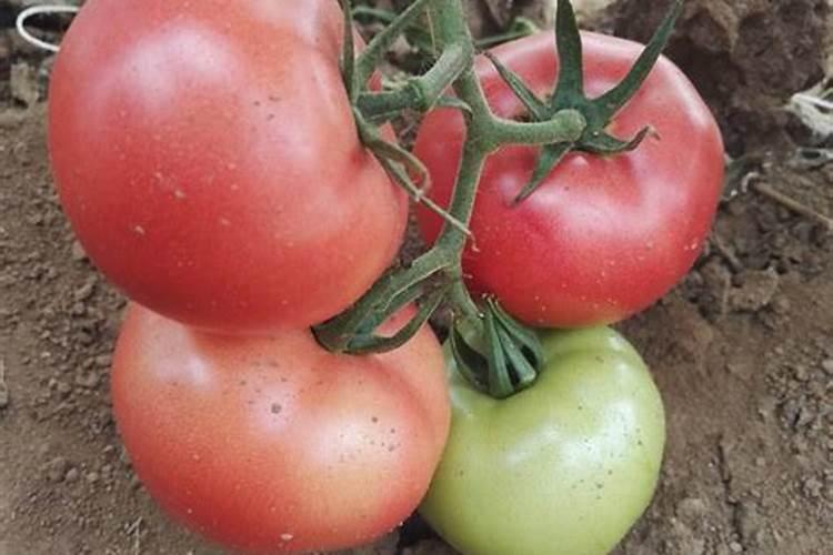 番茄怎么施肥才能高产