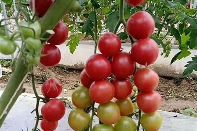 越冬大棚番茄栽培底肥用啥肥比较好？