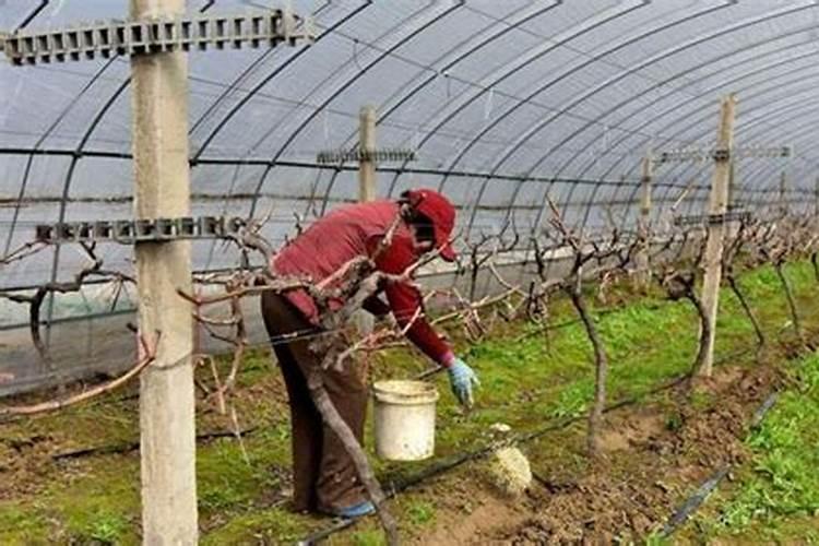 葡萄开花后施什么肥