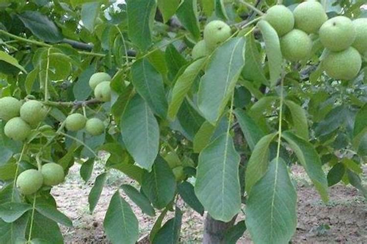 冠核一号核桃树的施肥特性