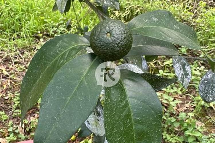 红心蜜柚栽培要点