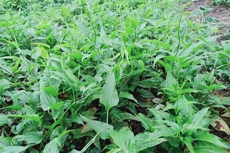 种植什么植物最驱蚊？