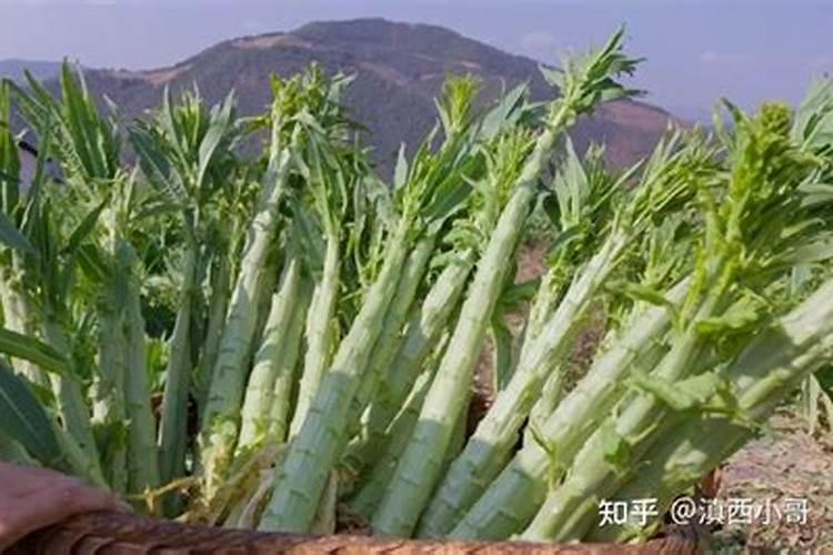 香油贡菜最佳的烹饪方法是什么？