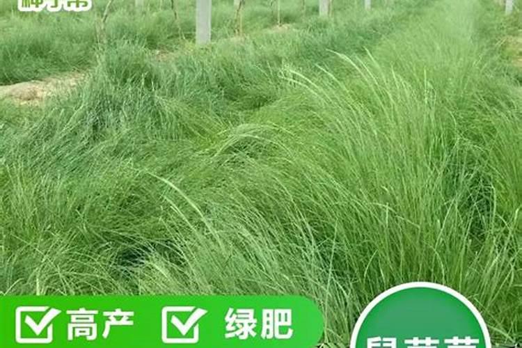 黄精地里能种鼠茅草吗？