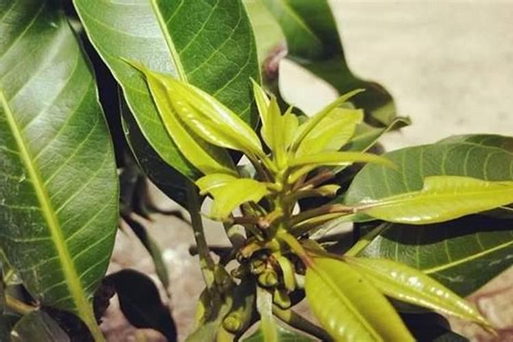 种芒果施什么肥