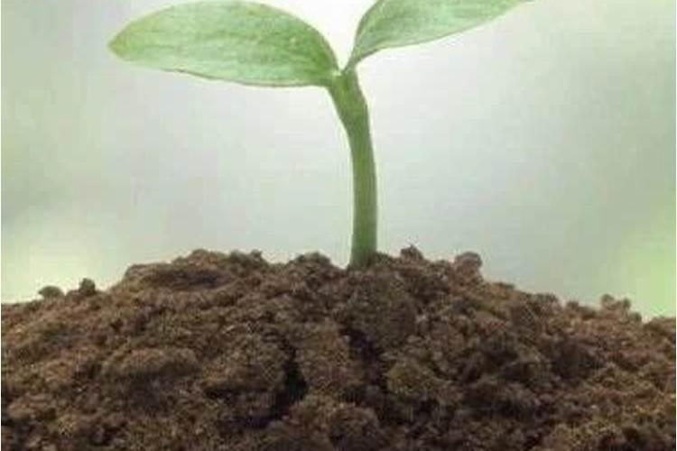 叶面肥配方方案