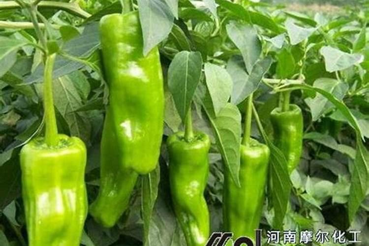 小苏打 为什么不是酸？