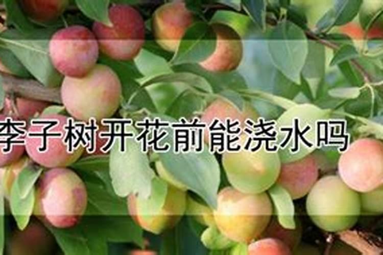 李子树用什么肥料好？