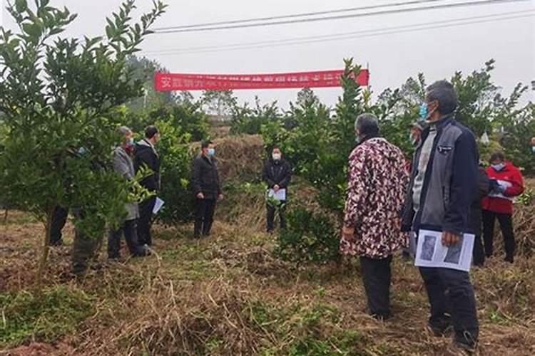 李子树苗什么时候种植好？李子苗种植方法