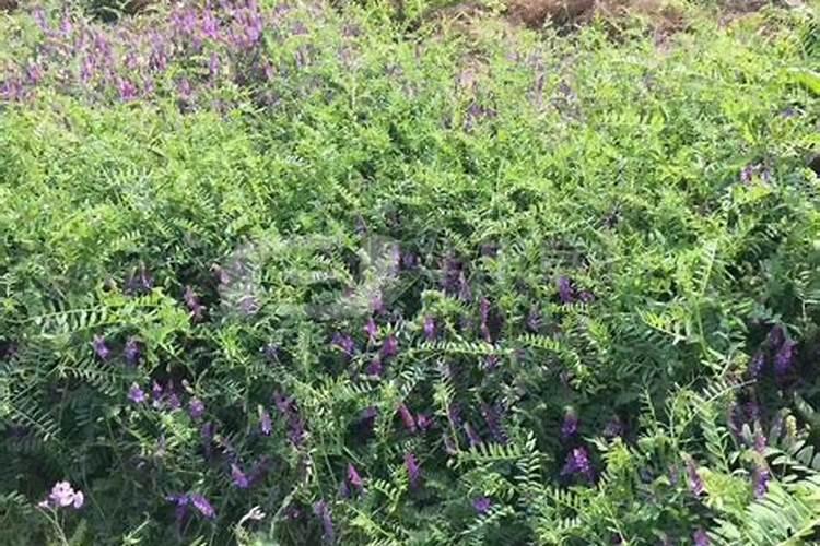 苕子种植时间和方法,苕子栽培技术要点