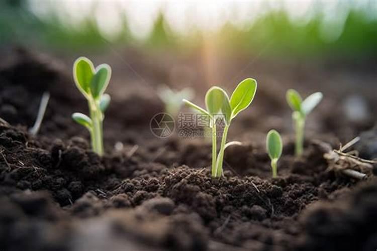 果树什么时期喷施叶面肥,上色增甜膨大用什么肥料好,叶面肥促花保果怎 ...