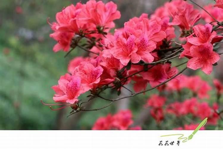 映山红用什么肥料最好