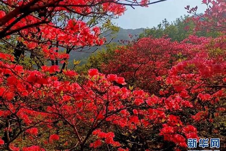 映山红用什么肥料好