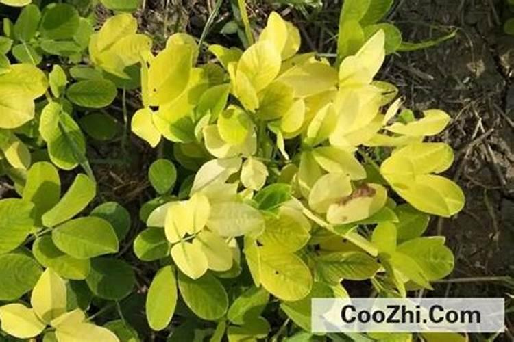 花生苗期叶片发黄怎么办？