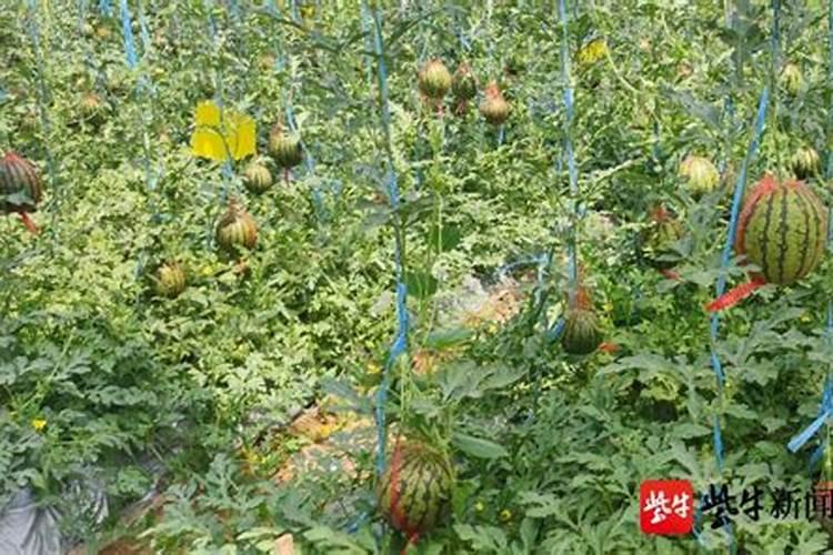 种植西瓜如何施肥才能让西瓜更甜？