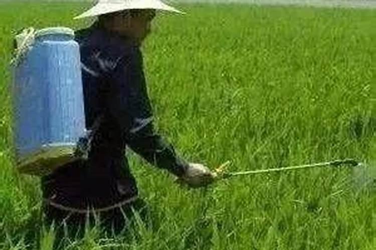 山西交城特产:交城梨枣