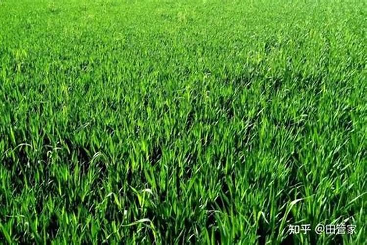 果树施硼肥怎么操作？果树施硼肥有什么用？