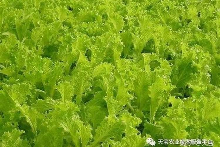 钾肥的最佳使用时间
