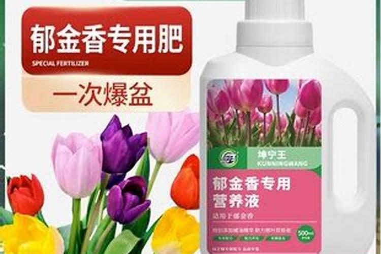 郁金香开花后种球怎么处理