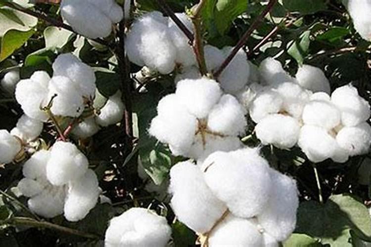 棉花茎枯病的发病症状是什么？如何防治棉花茎枯病？