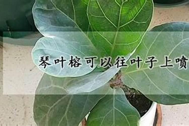 琴叶榕叶子冻伤怎么处理