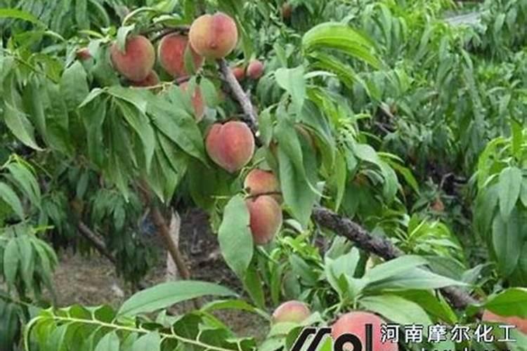 桃树硬核期施啥水溶肥最好、桃