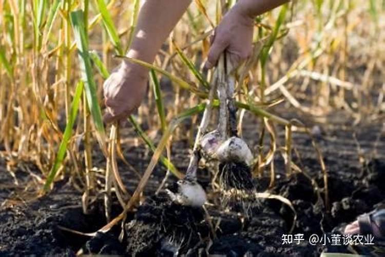 种大蒜用什么肥料合适？