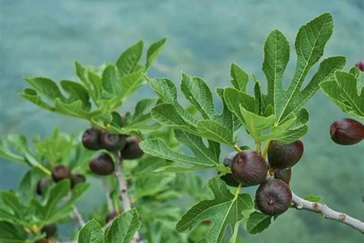 无花果用什么肥料 该如何管理