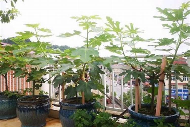 无花果施肥用什么肥料