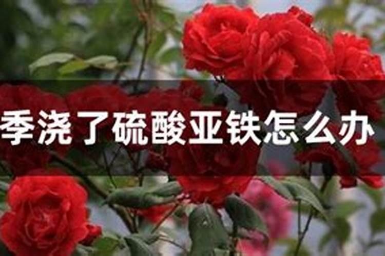 硫酸亚铁能浇月季吗