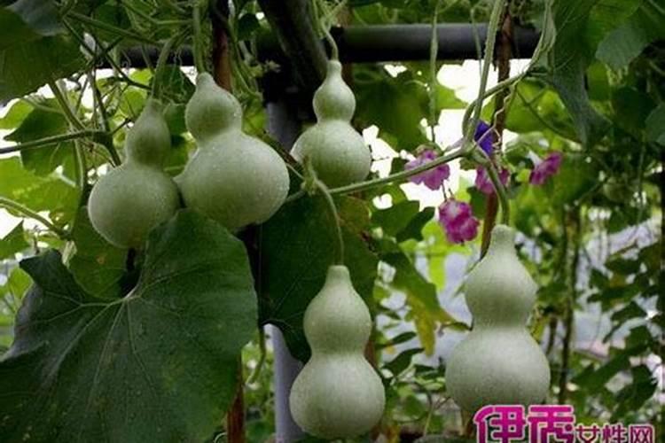葫芦需要什么肥料 叶面肥使用最佳时间