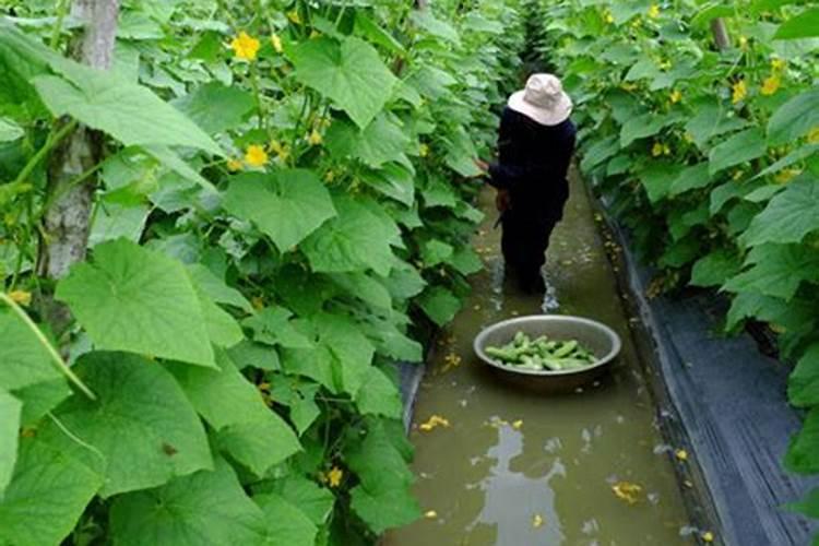 温室黄瓜使用什么水溶肥提高产量？