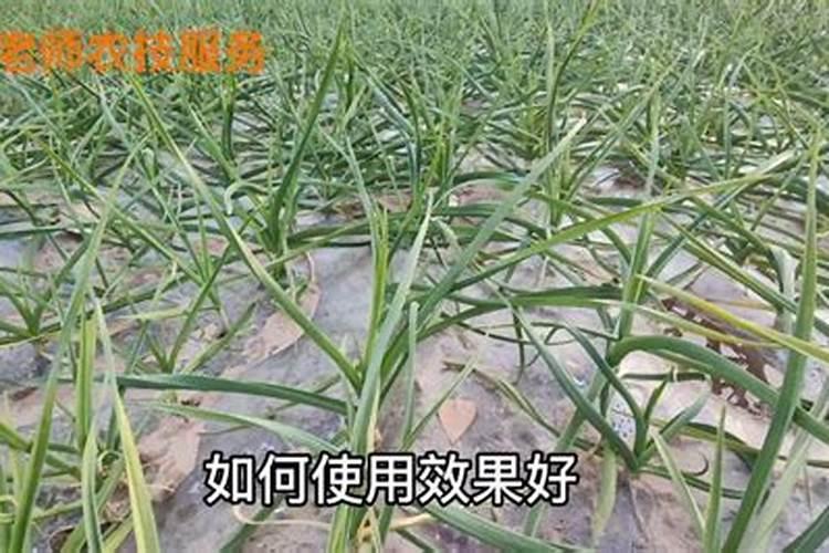 大蒜喷磷酸二氢钾行吗