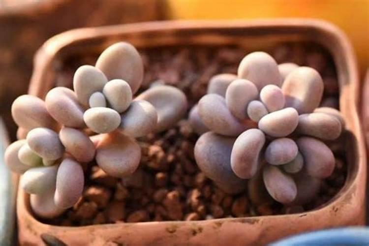 早春养桃蛋,只要方法得当,可以粉粉嫩嫩肥肥胖胖,如何养呢？