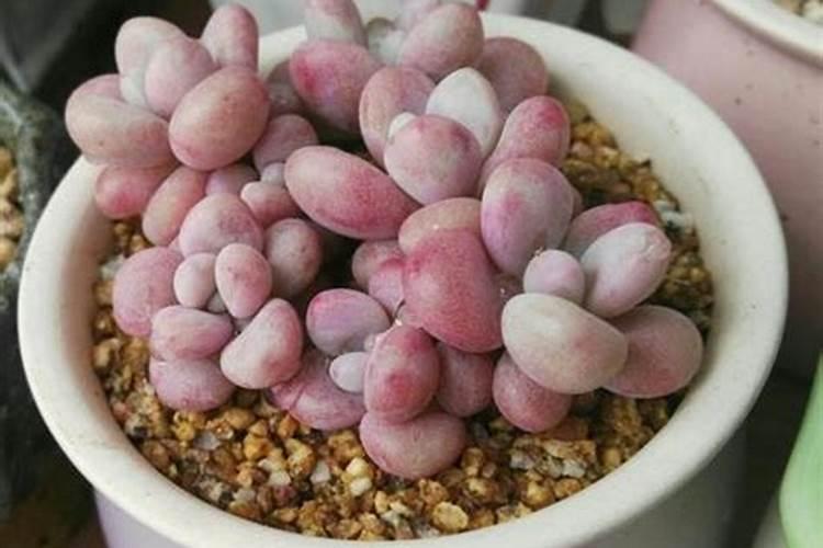 多肉“桃蛋”桃之卵怎么养？如何浇水、施肥和换盆？