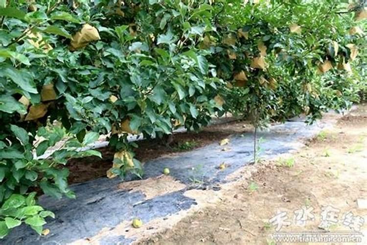果树用什么叶面肥最好 急求