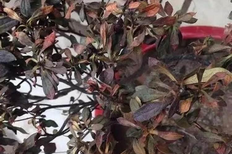 辣椒被水淹了后叶子蔫了怎么救