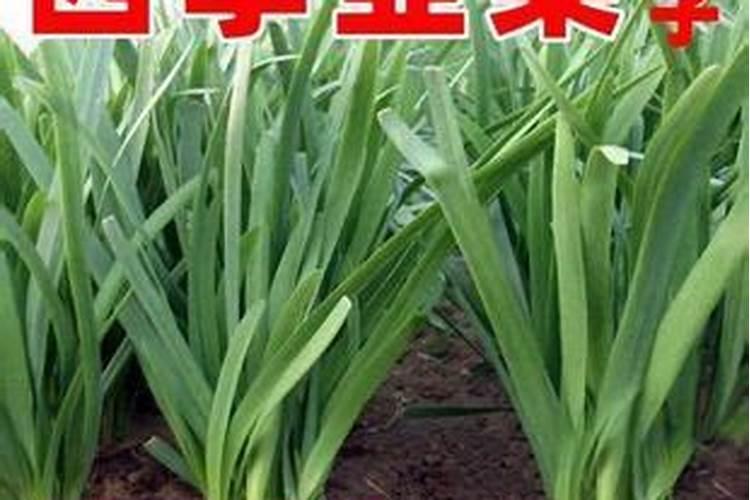 白菜不包心怎么办 包心期如何浇水