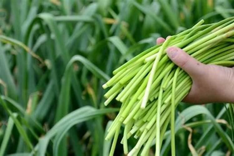 大蒜抽苔期追肥追什么化肥