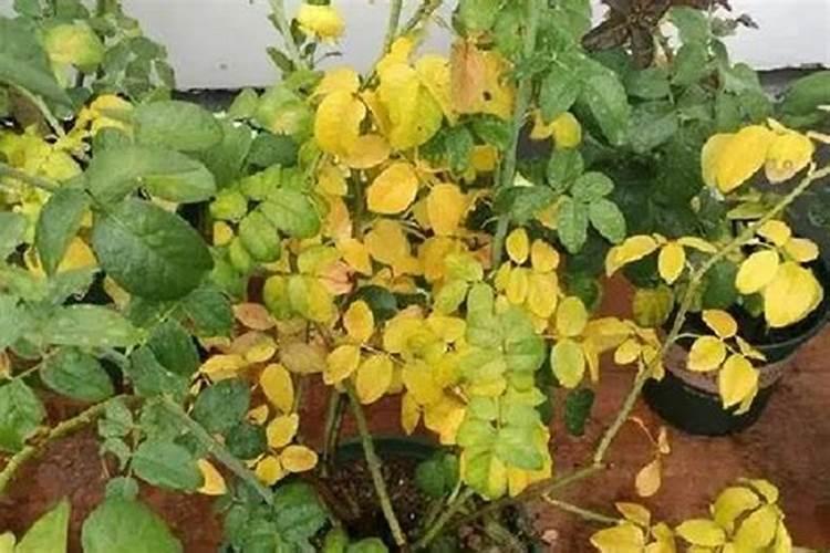 月季花如何施肥能花多色艳月季施肥时间注意点