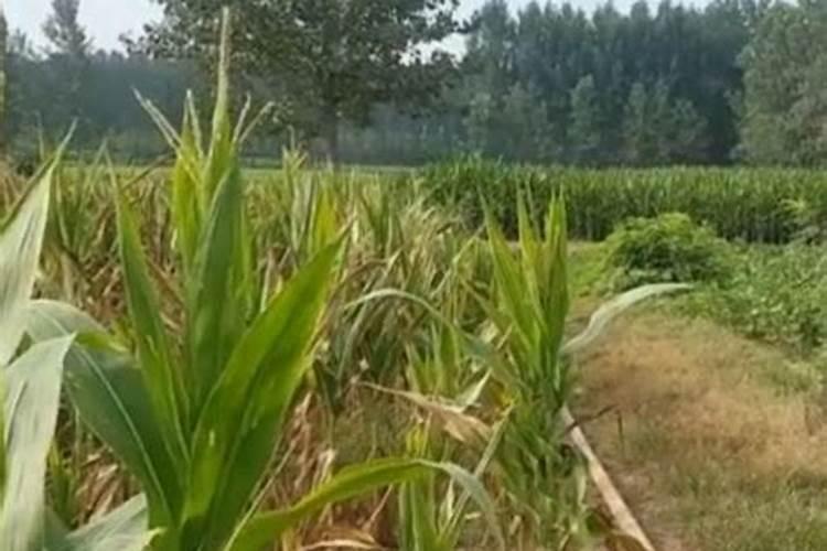 高温干旱天气,玉米如何追肥？雨前好还是雨后好？农户们别做错了