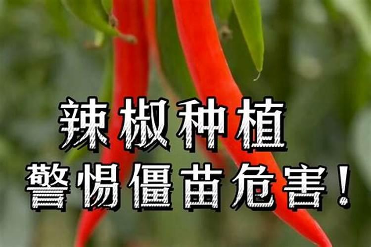 哪个牌子的叶面肥效果最好。