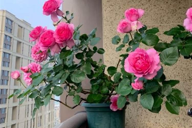 月季夏季施肥时间和方法