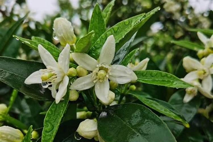 种植生姜的用肥方法