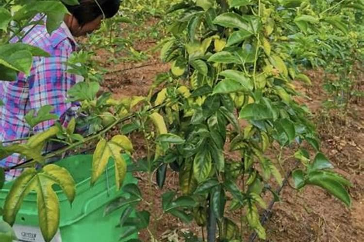 一颗百香果苗用50克硼肥会不会导致硼中毒？