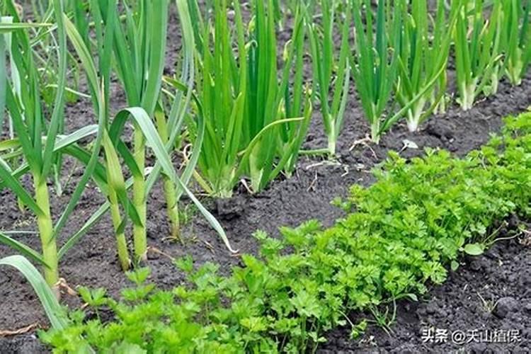 蔬菜底肥放什么肥好(底肥施用方法)