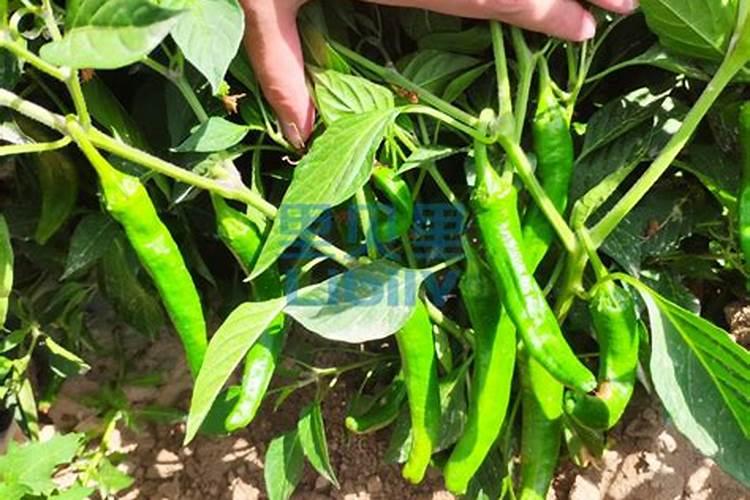 辣椒地怎样配肥效果更好