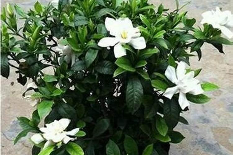栀子花养不好,去年掉花苞,到现在长这样,叶子要发黄了。为什么呢？也浇醋...